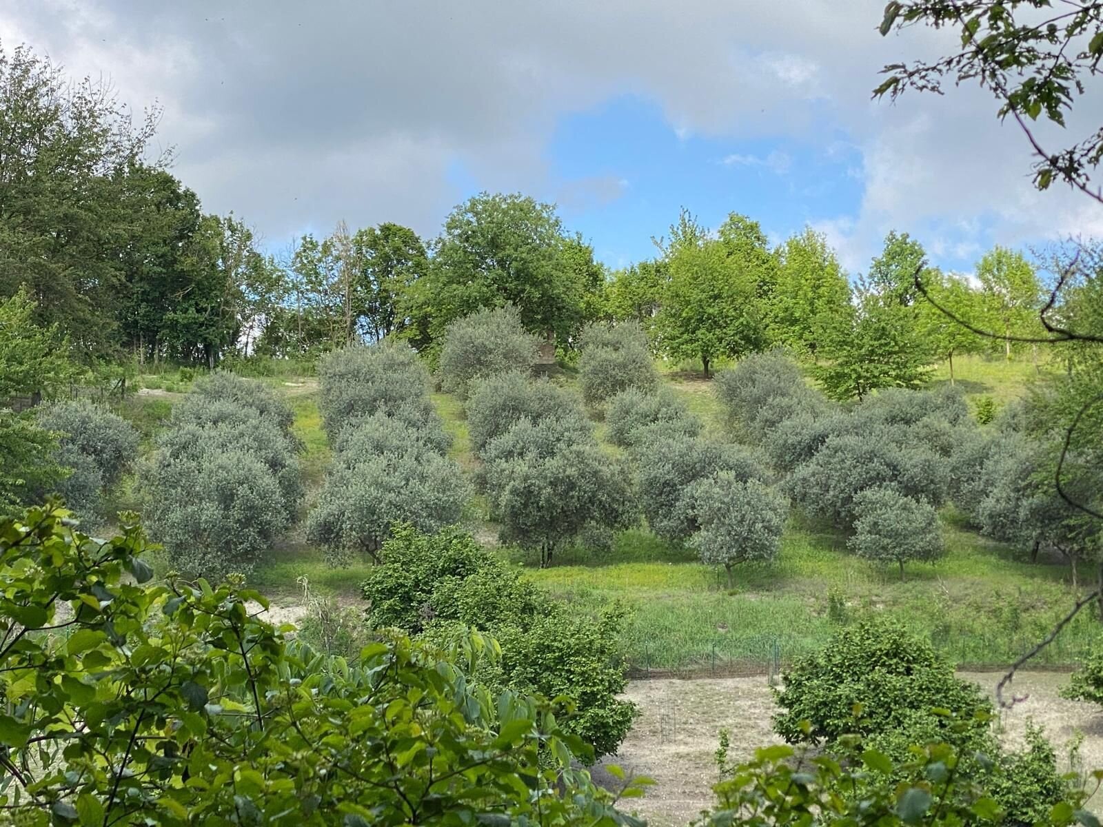 Ad Olivola L Evo Wine Day 472a15346ec69d843aeb34cf3e4ca18e