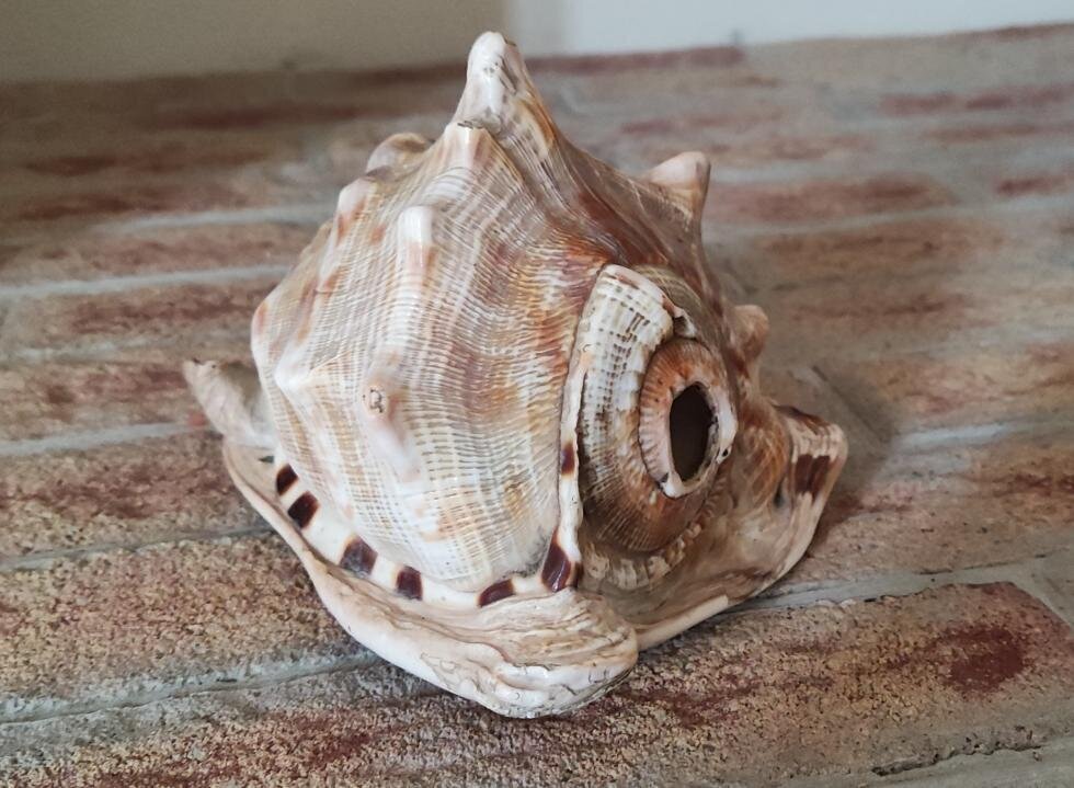 "The secret of the shell": treasure hunt at the Castle of Magliano Alfieri