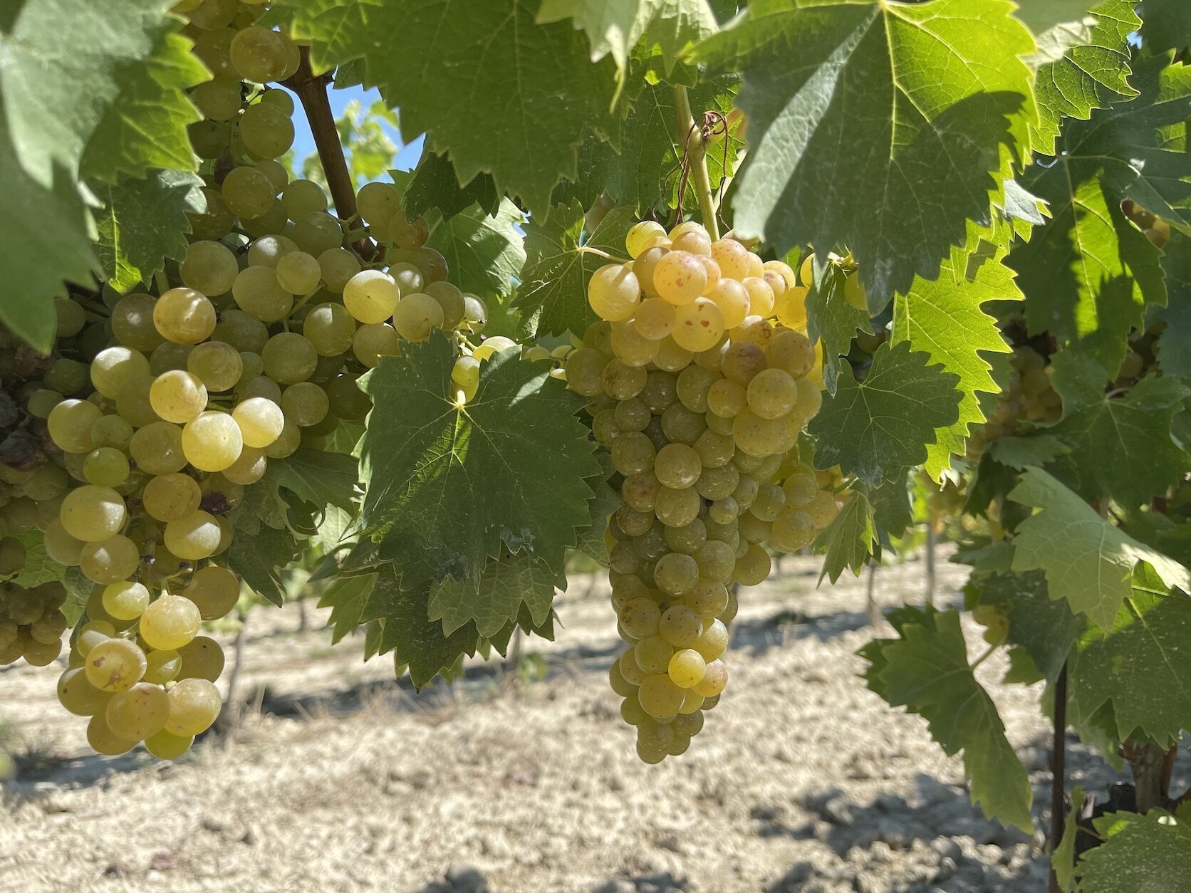 Festa della  Vendemmia 2025 - Canelli (AT)