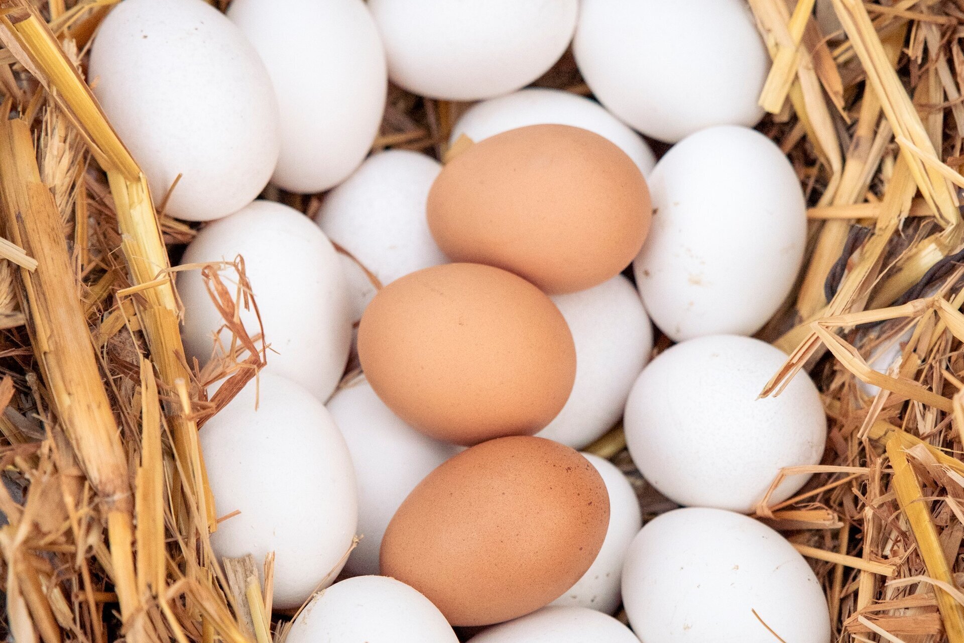 Cantè J'Euv  dj’Amis - Monticello d'Alba (CN)