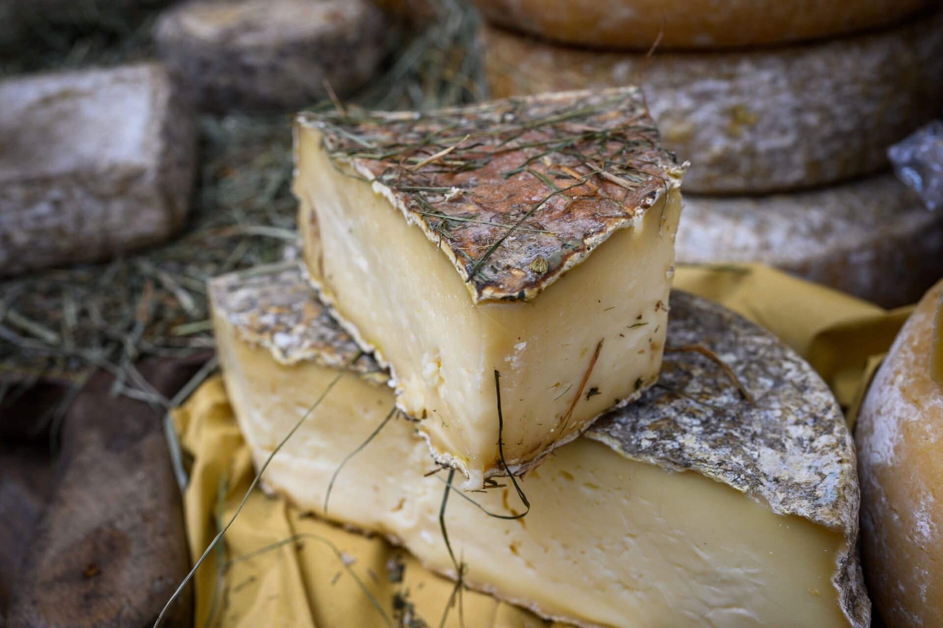 Cheese - Bra