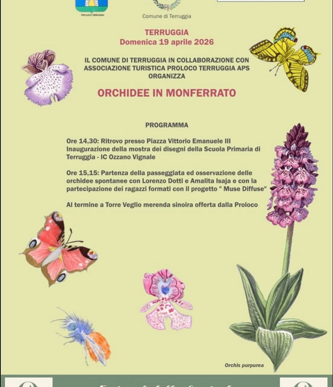 Spontaneous Orchid Conservation Festival in Terruggia