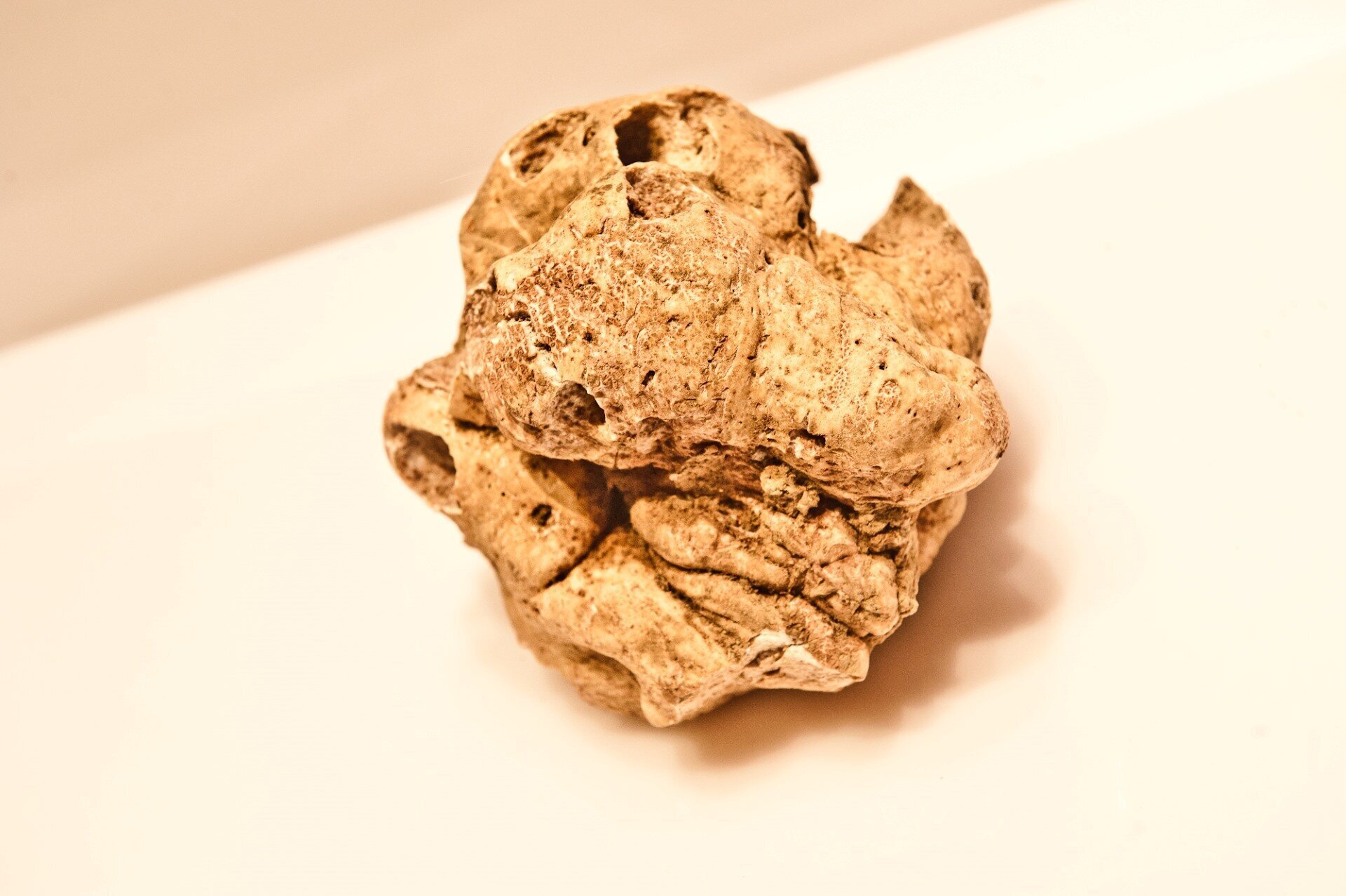 National Fair of the White Truffle of Monferrato - Montechiaro d'Asti
