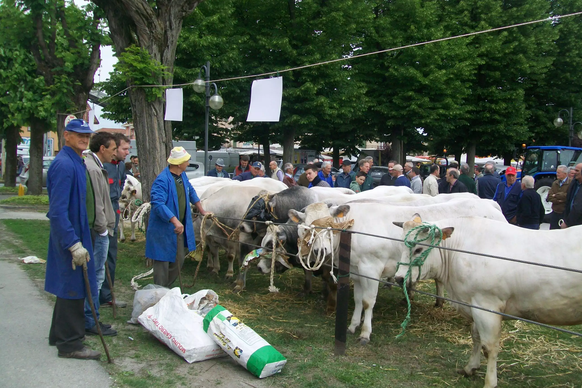 Fiera del vitello grasso - Cherasco