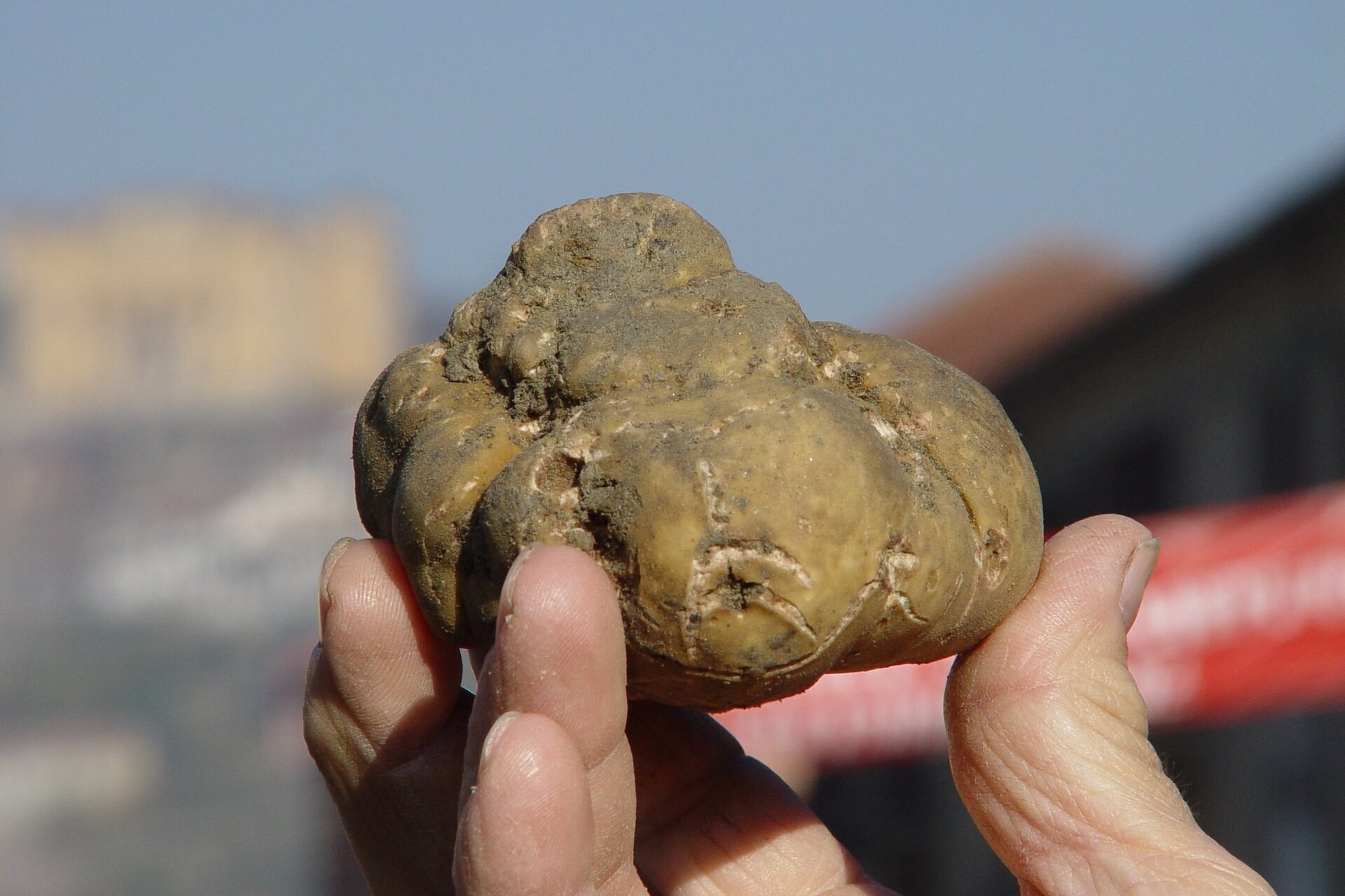 Fiera Nazionale del Tartufo e Fiera di San Martin - Canelli