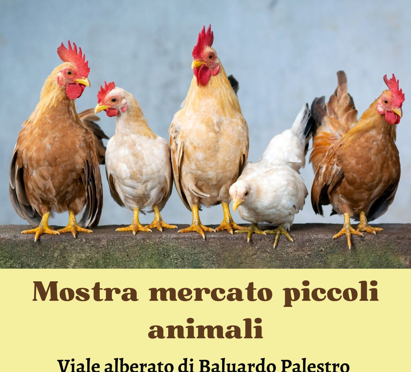 Mostra-Mercato Piccoli Animali - San Damiano d'Asti