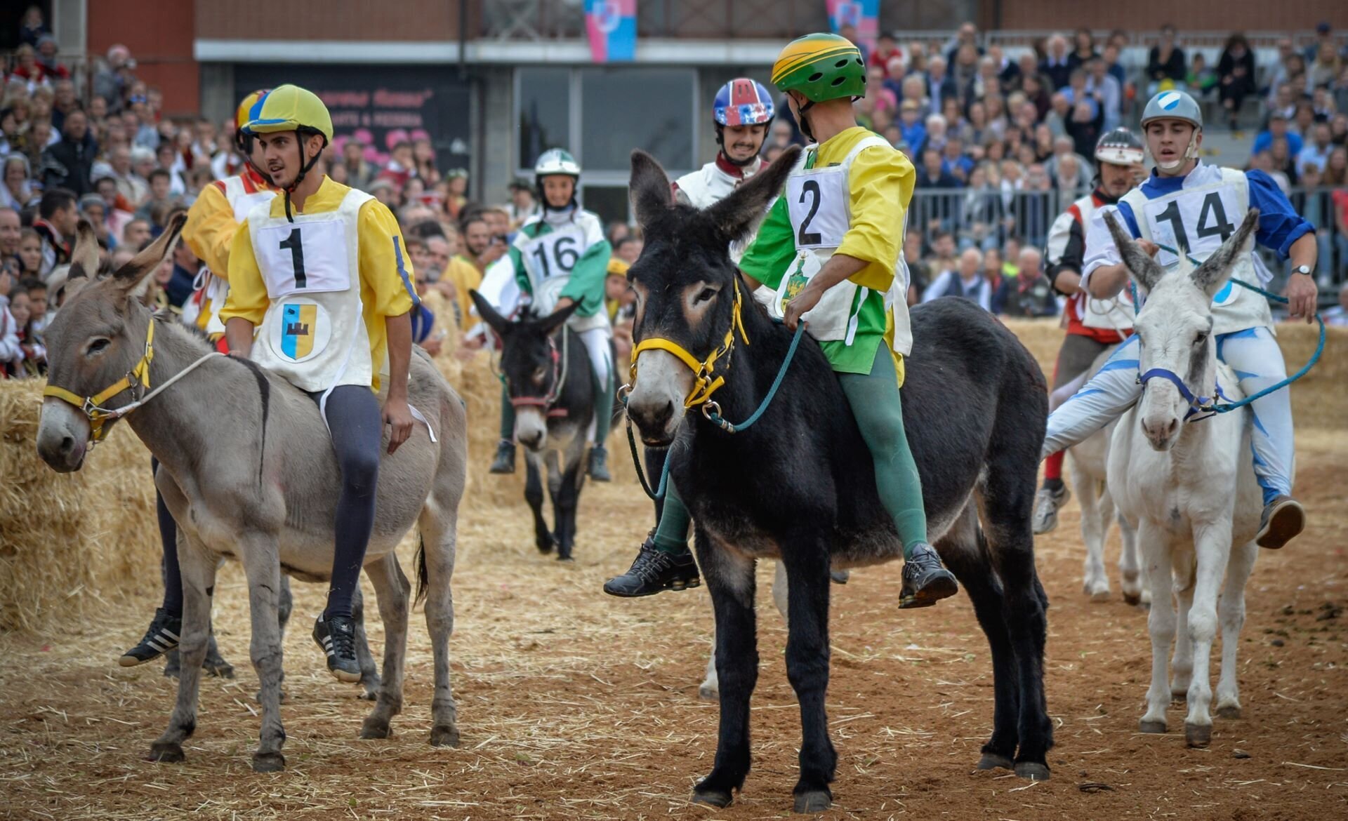 The Donkey Palio of Alba - Alba