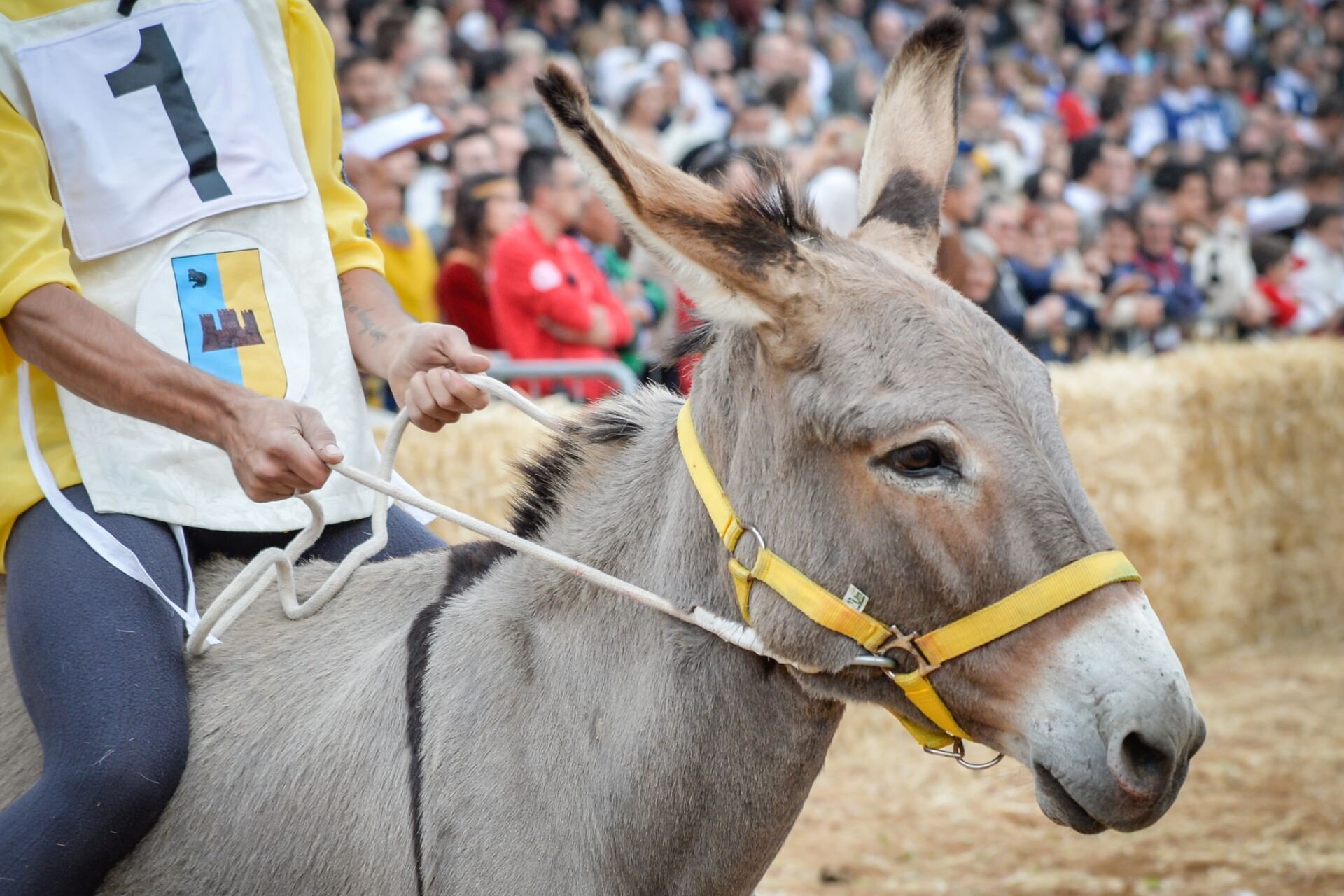 01 Visitlmr Immagini Top Events Palio Dalba 3661 Image Thumb 3661 Thumb1920 Palio Degli Asini Fiera Tartufo 2017 Davide Carletti Archivio Fiera Internazionale Del Tartufo Bianco D Alba 5 35921166