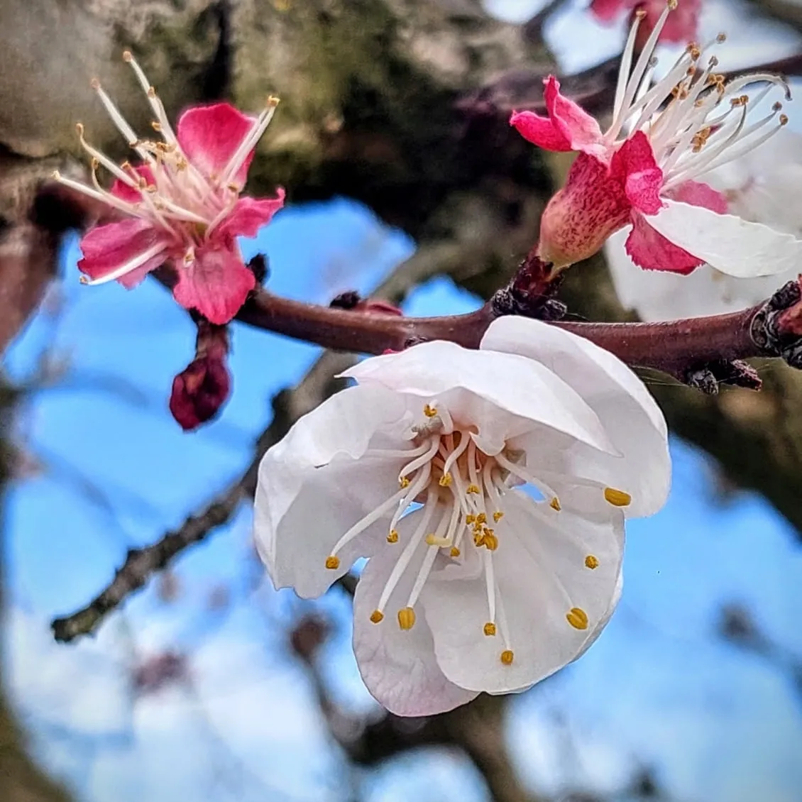 Dove fiorisce il Roero: sentieri, frutteti in fiore e il magico Canté j’Euv - Corneliano d'Alba