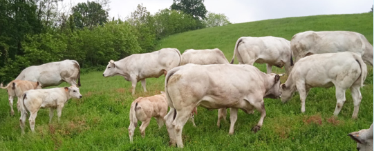 "Fassona Day" - Vigliano d'Asti