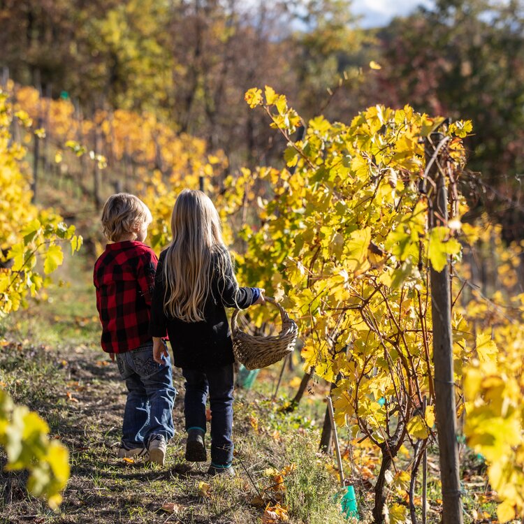 Vendemmia Bambini Mikael Masoero Archivio Ente Turismo Lmr 17