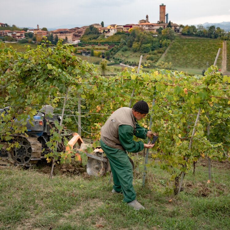 Lmr Langhe Asgarito 07