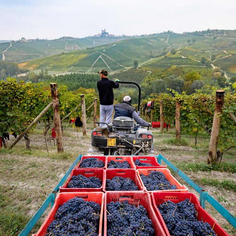Lmr Langhe Asgarito 31