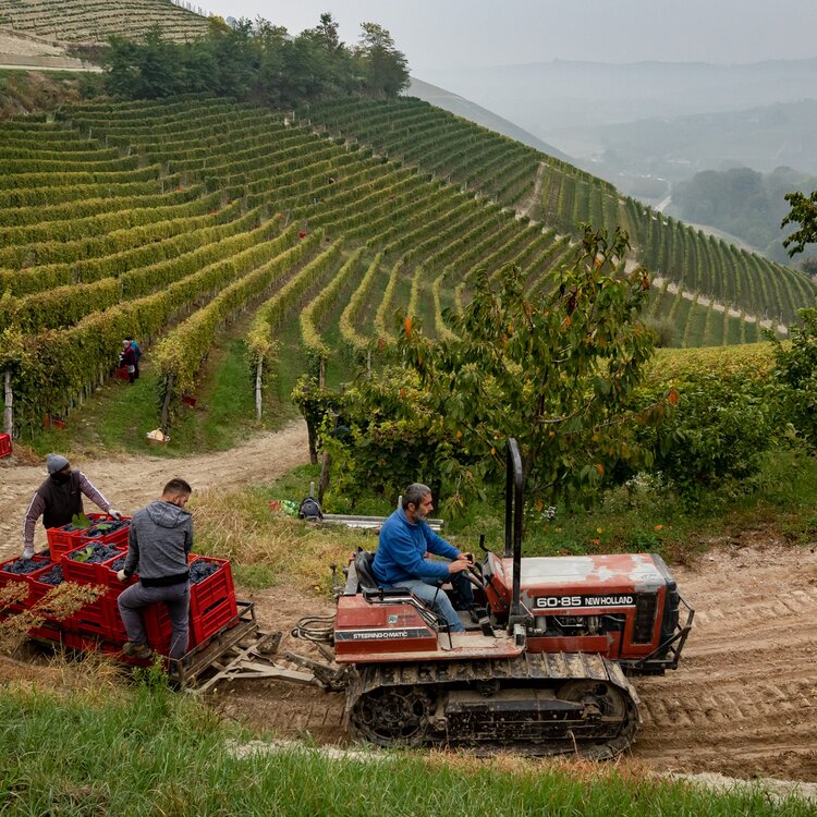Lmr Langhe Asgarito 38